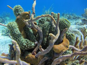 cat island, bahamas, history, coral reef